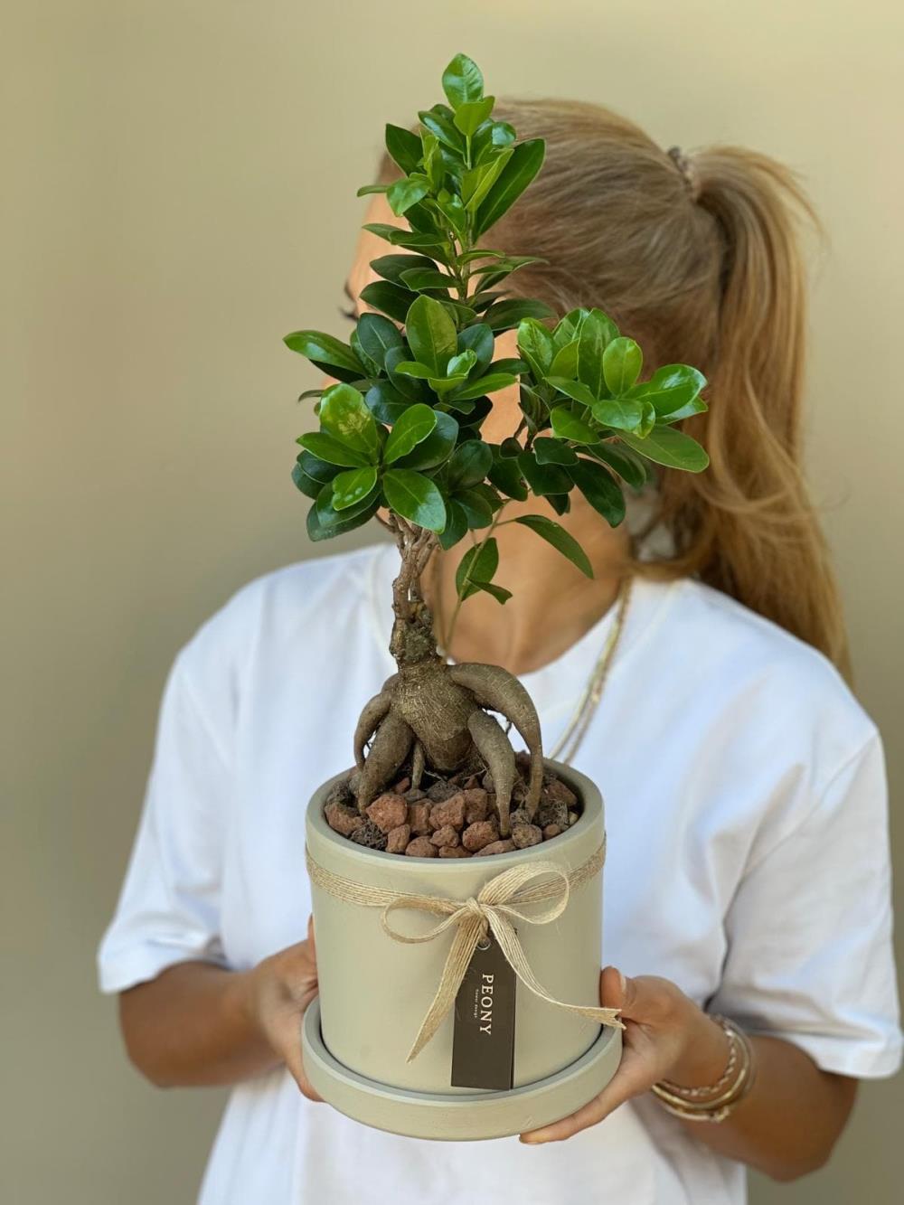 Mini Bonsai 